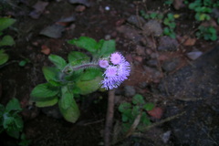 Ageratum conyzoides